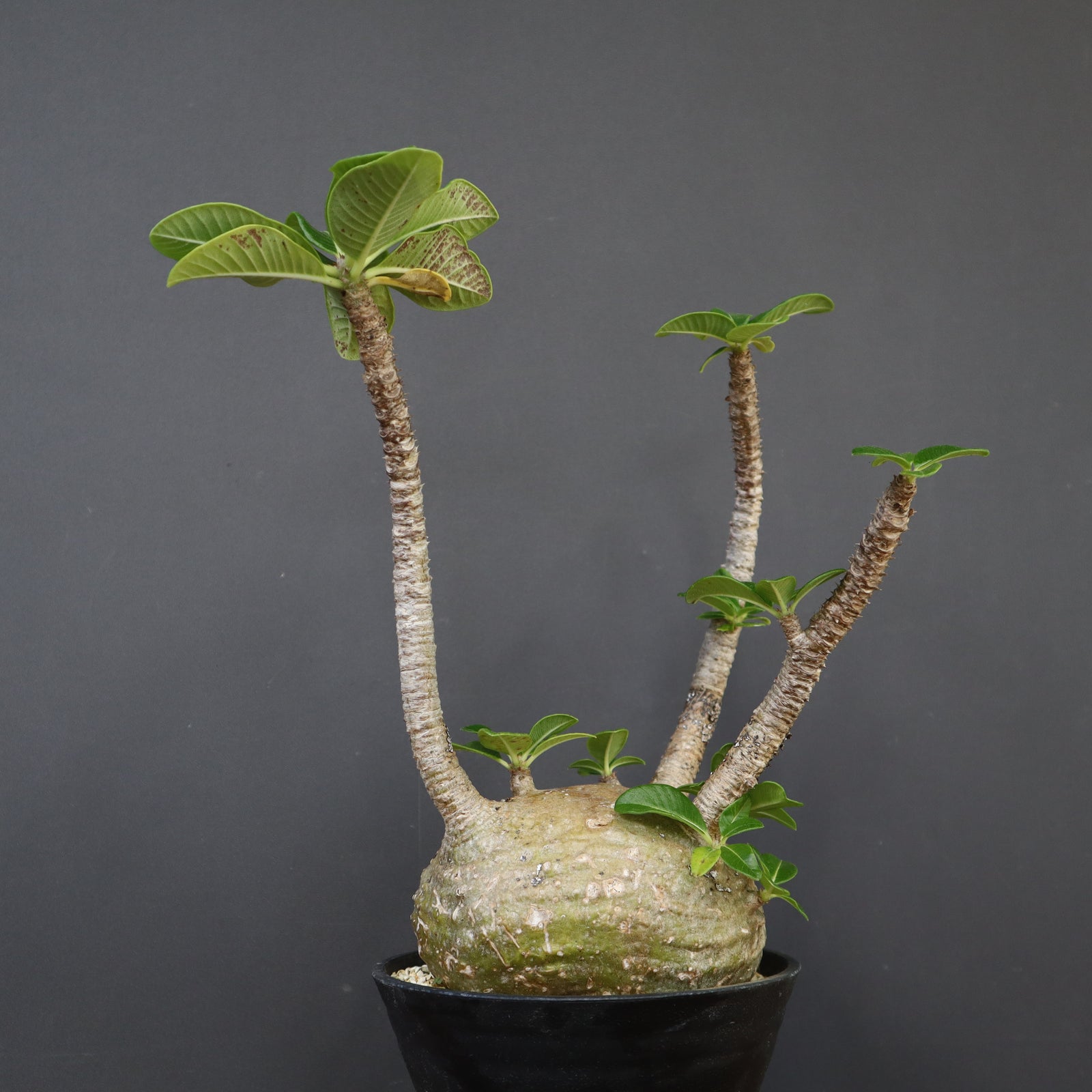 P.ウィンゾリー 62 – TaiShoDo ONLINE SHOP