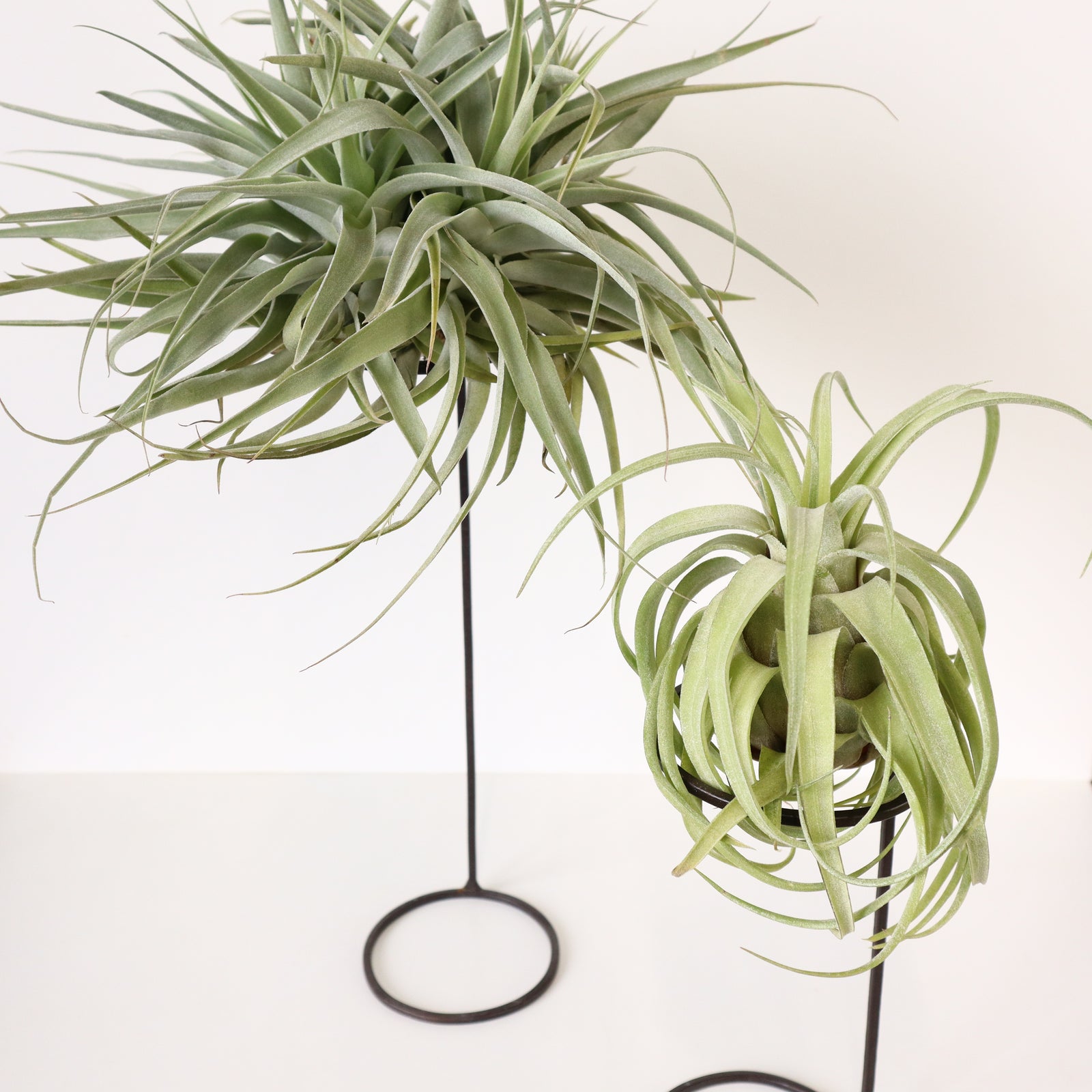 JOSEPH IRON】フラワーサポートワイヤースタンド – TaiShoDo ONLINE SHOP