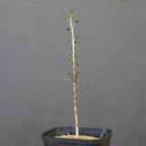 Ｃ.ソコトラナム　EC3537