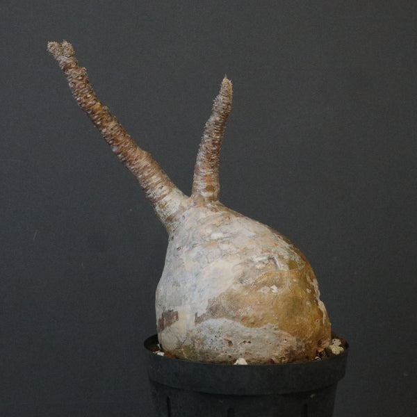 新商品 – TaiShoDo ONLINE SHOP