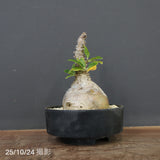 P.ウィンゾリー 45