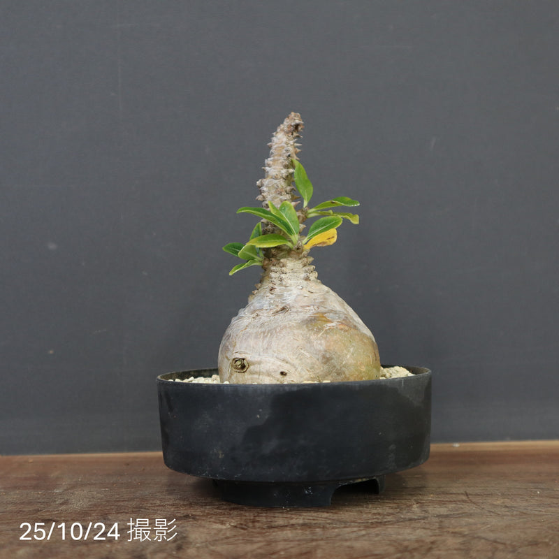 P.ウィンゾリー 45