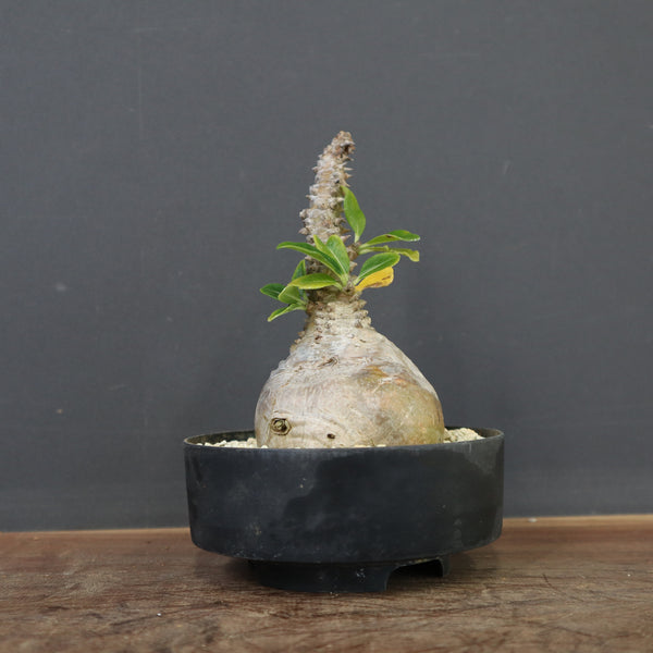 P.ウィンゾリー 45 – TaiShoDo ONLINE SHOP