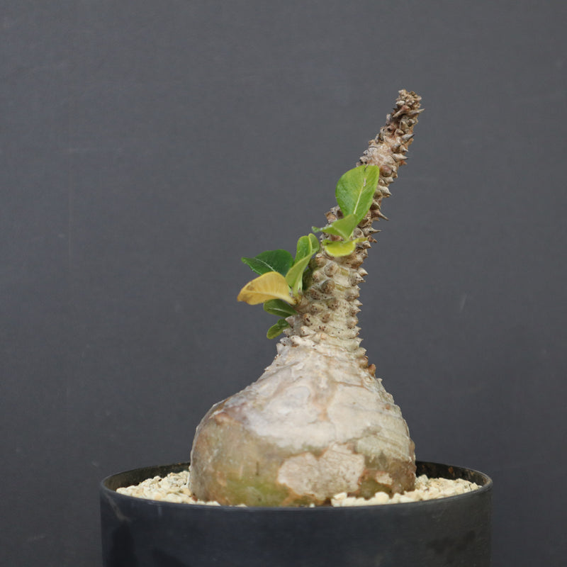 P.ウィンゾリー 45 – TaiShoDo ONLINE SHOP