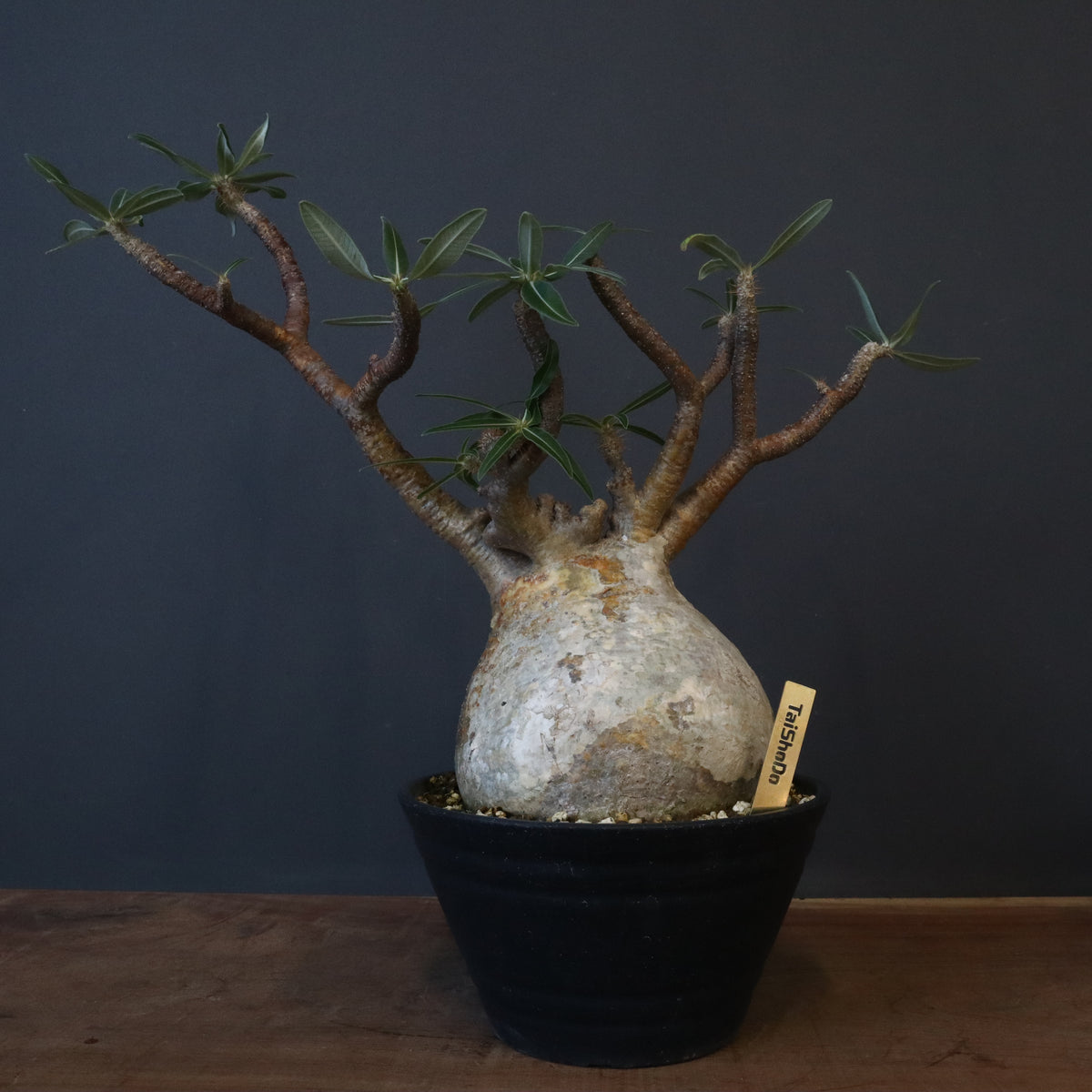 SALE！ 角あり 現地株 パキポディウム グラキリス 長期管理株 中川智治 SALE！ 角あり 現地株 パキポディウム グラキリス 長期管理株 中川智治