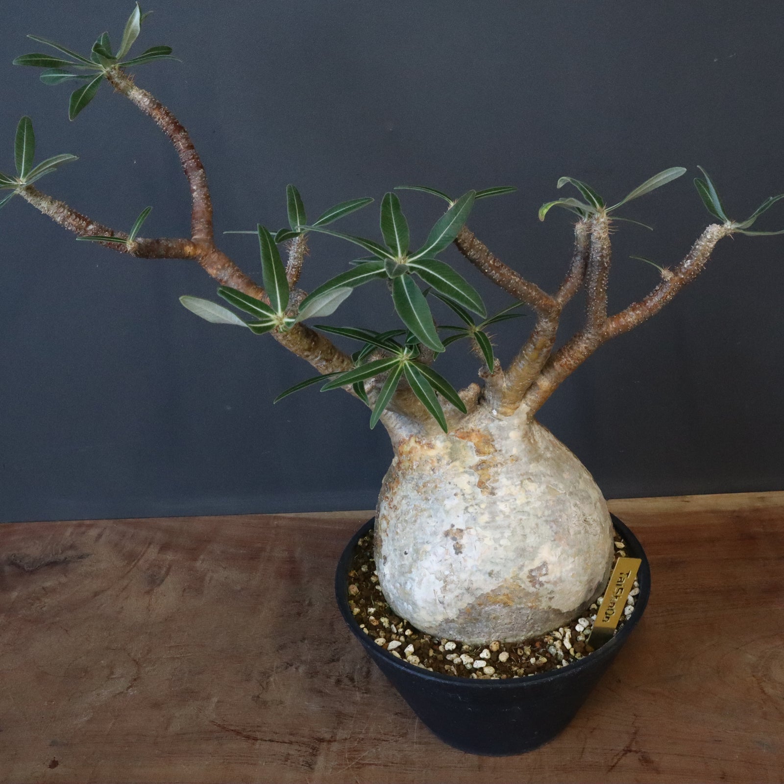 P.グラキリス 163 【綴化】 – TaiShoDo ONLINE SHOP