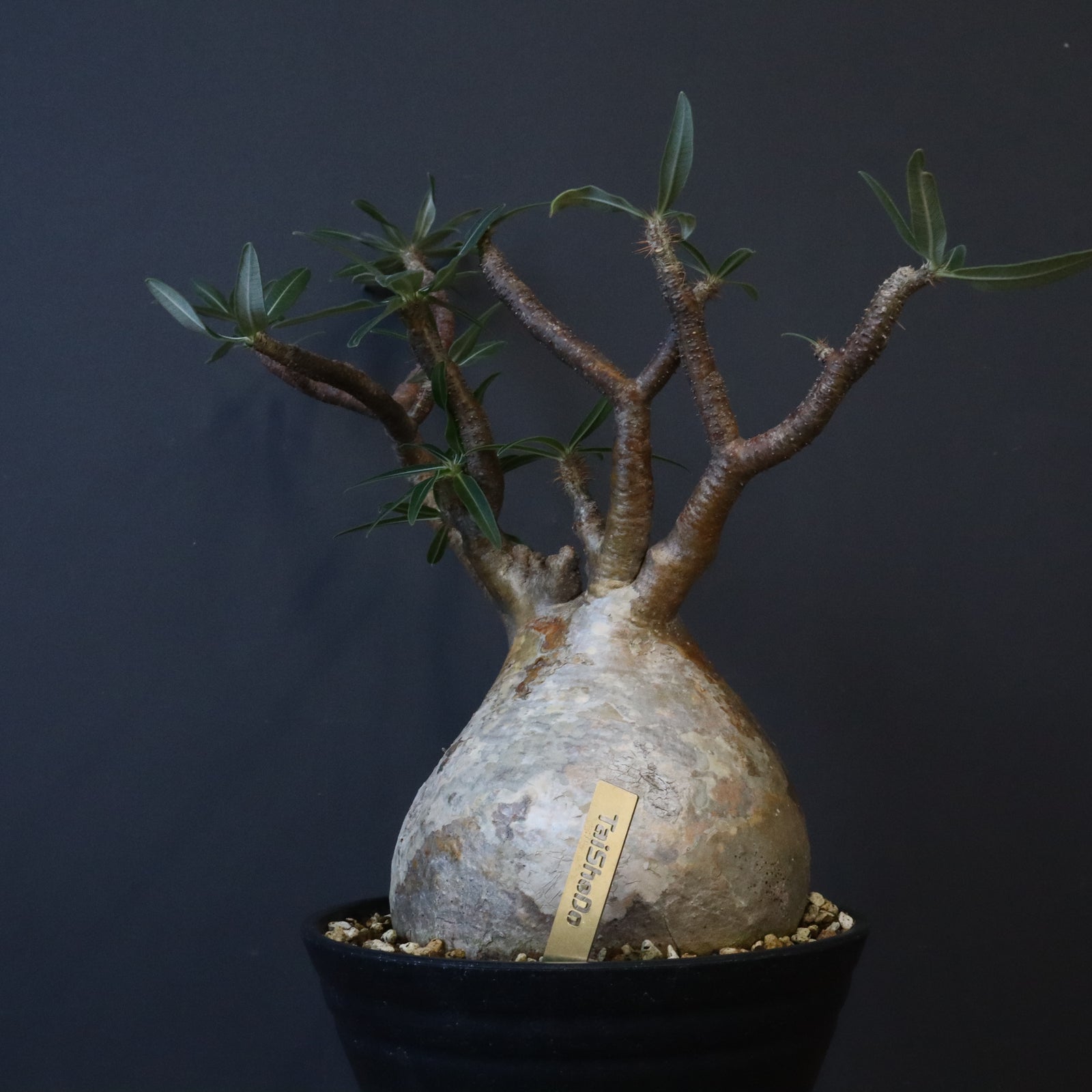 パキポディウム グラキリス(左のみ) 左のみ】パキポディウム グラキリス /(検)valiem