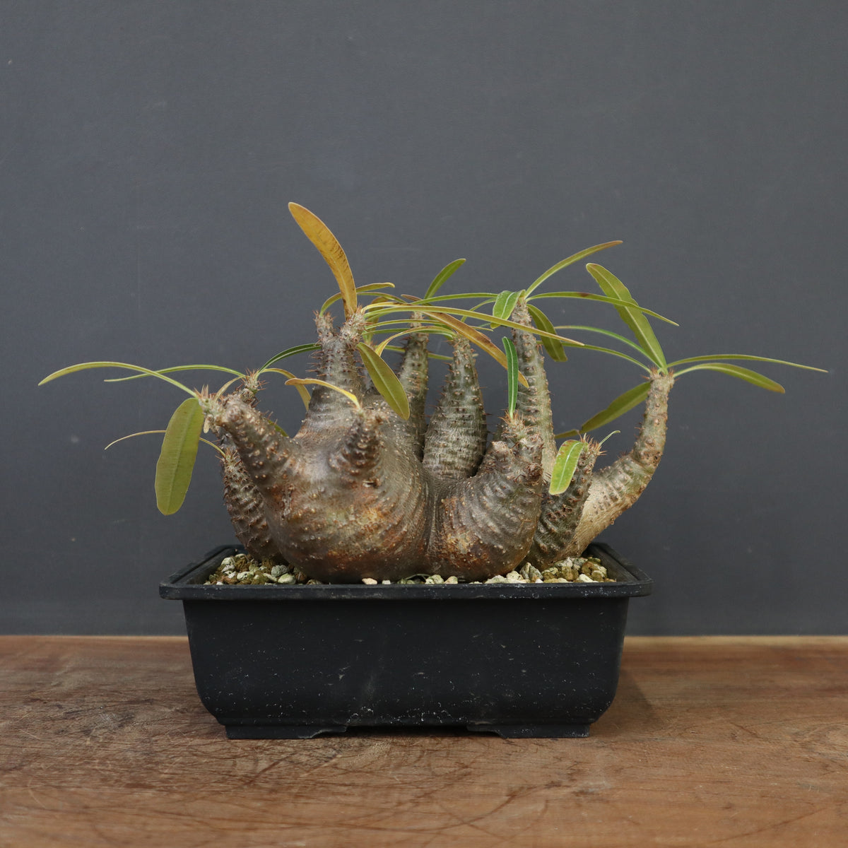 ●Zooo Plants 塊根まん3点セット 塊根植物SALE – TaiShoDo ONLINE SHOP