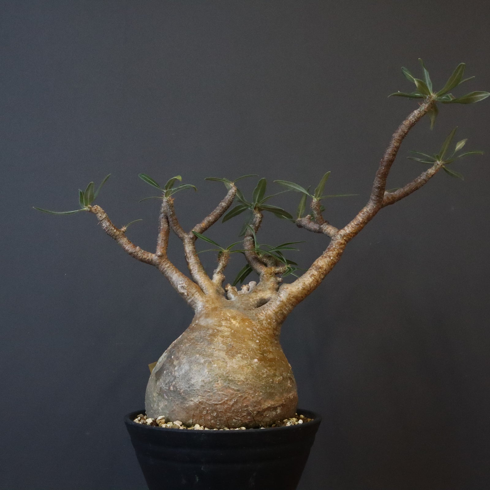 綴化　パキポディウムグラキリス　良型扇形 綴化 パキポディウムグラキリス 良型扇形