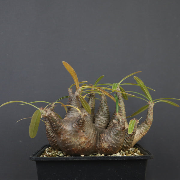 P.グラキリス 1214