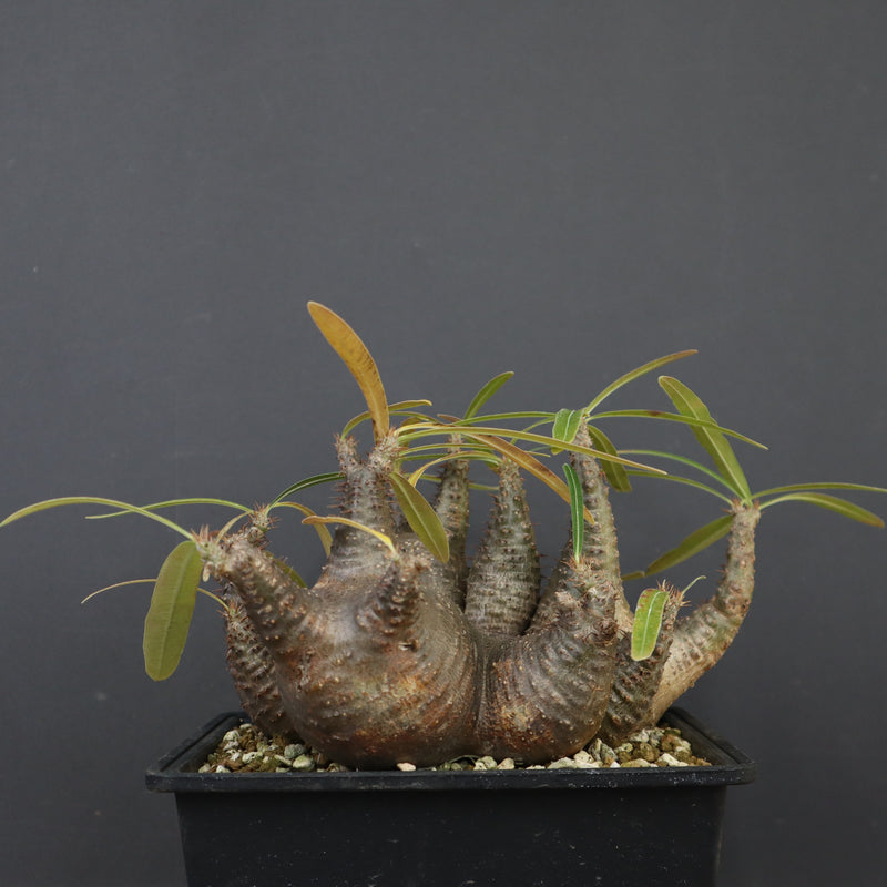 P.グラキリス 1214