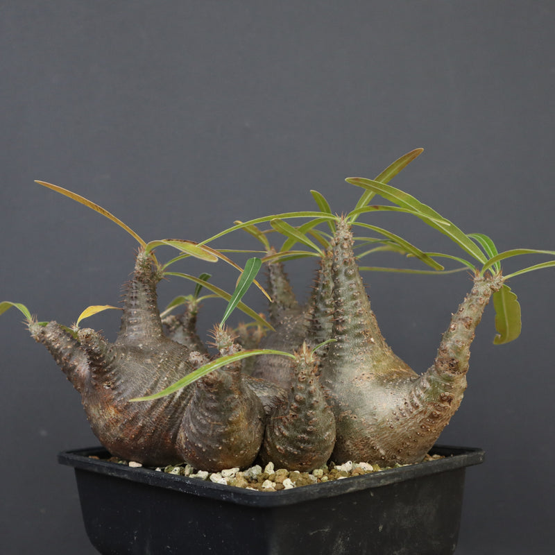 P.グラキリス 1214