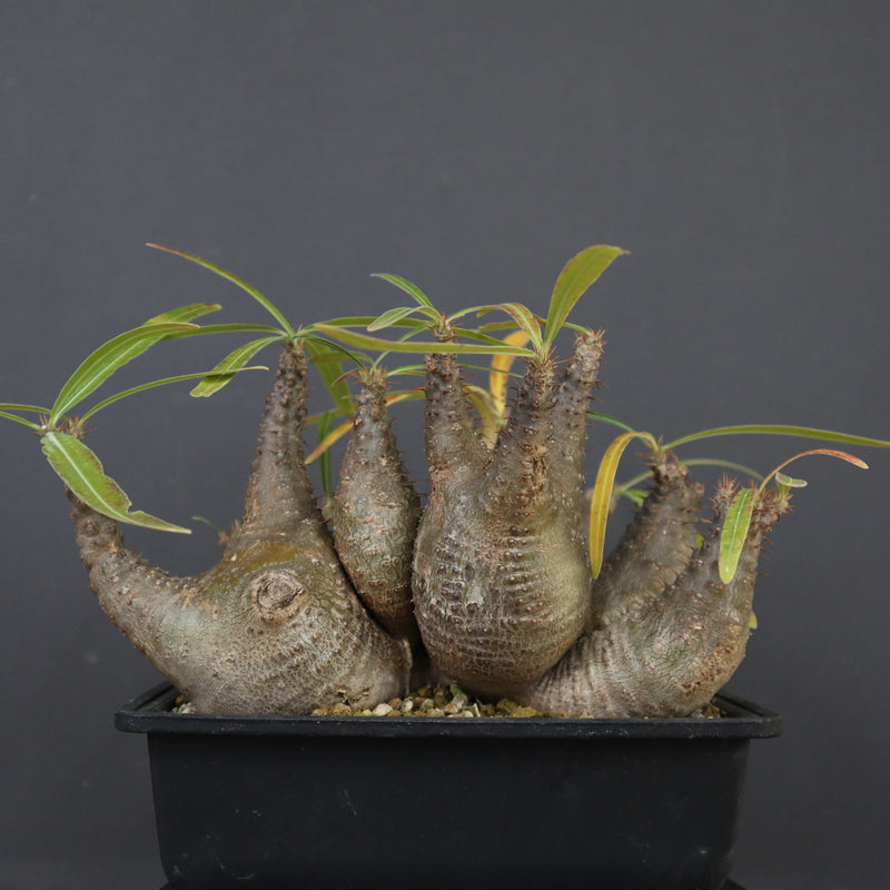 P.グラキリス 1214