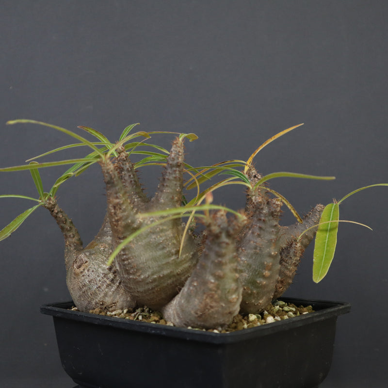 P.グラキリス 1214