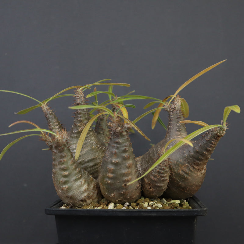 P.グラキリス 1214