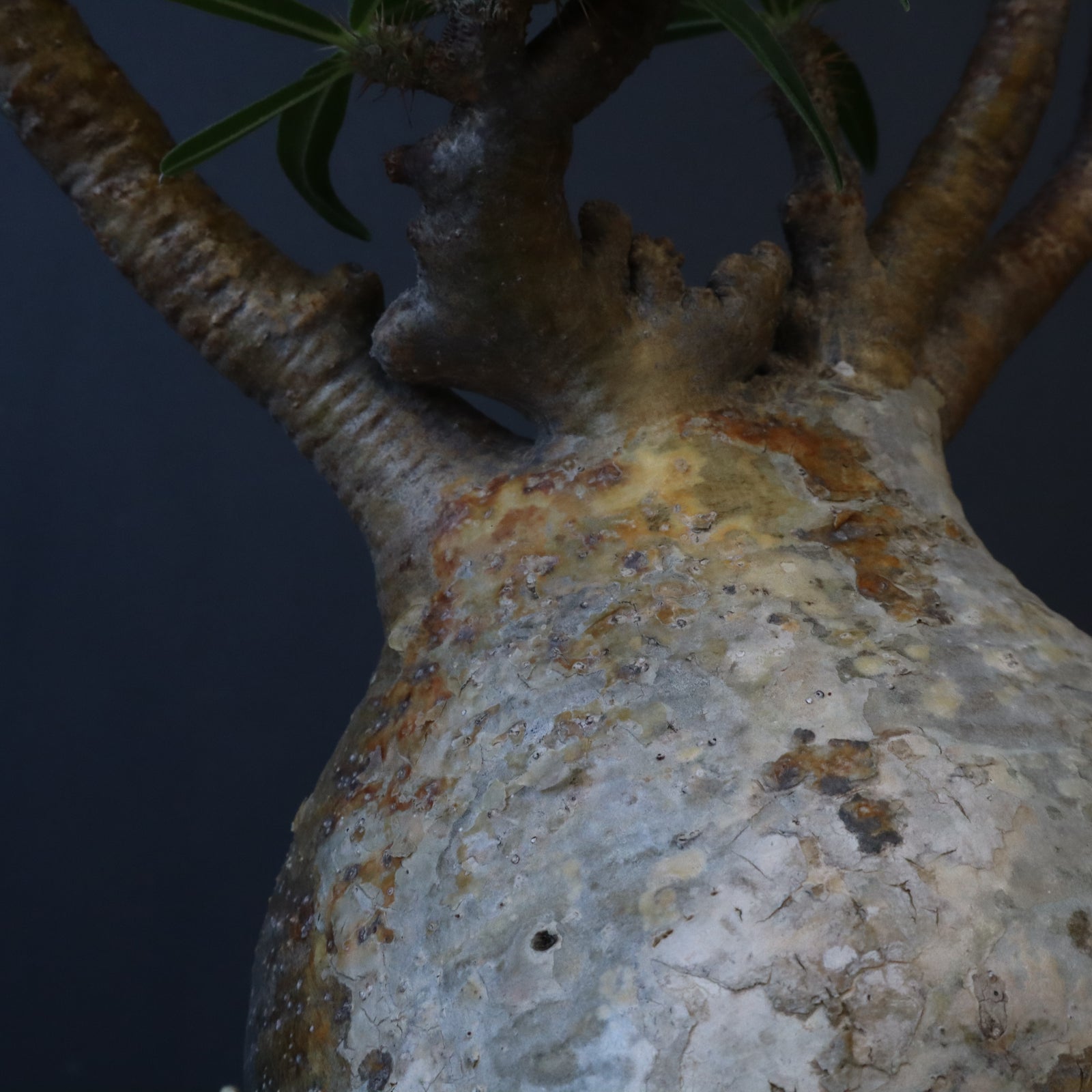 P.グラキリス 163 【綴化】 – TaiShoDo ONLINE SHOP