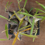 P.グラキリス 1214