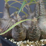 P.グラキリス 1214