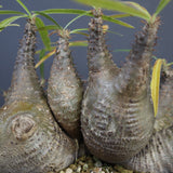 P.グラキリス 1214