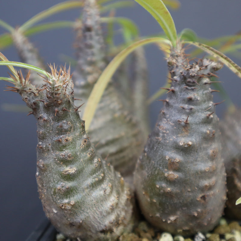 P.グラキリス 1214