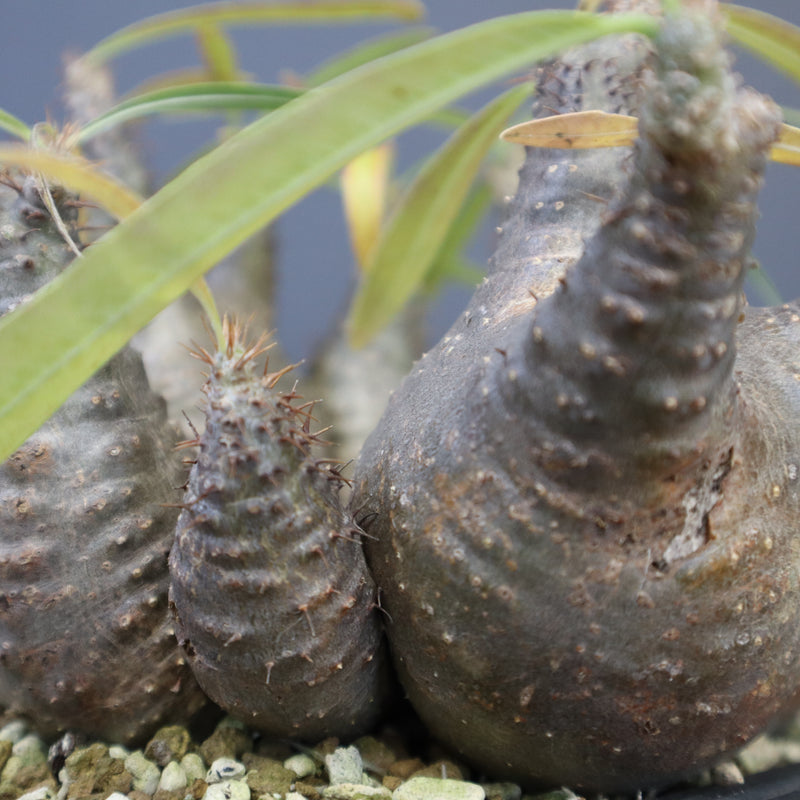 P.グラキリス 1214