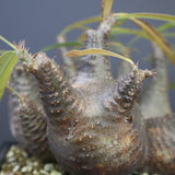 P.グラキリス 1214