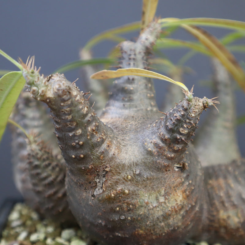 P.グラキリス 1214