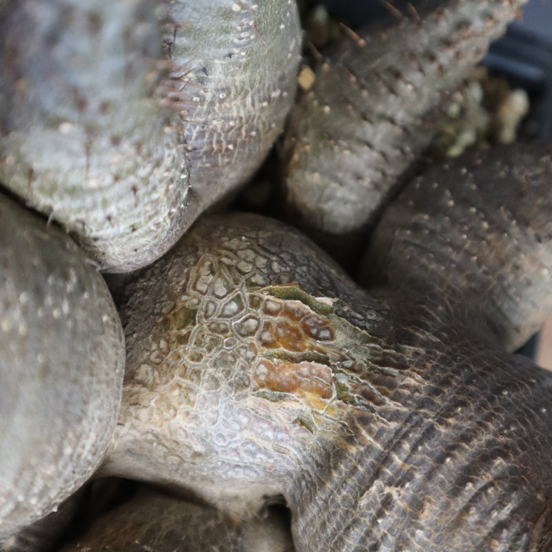 P.グラキリス 1214