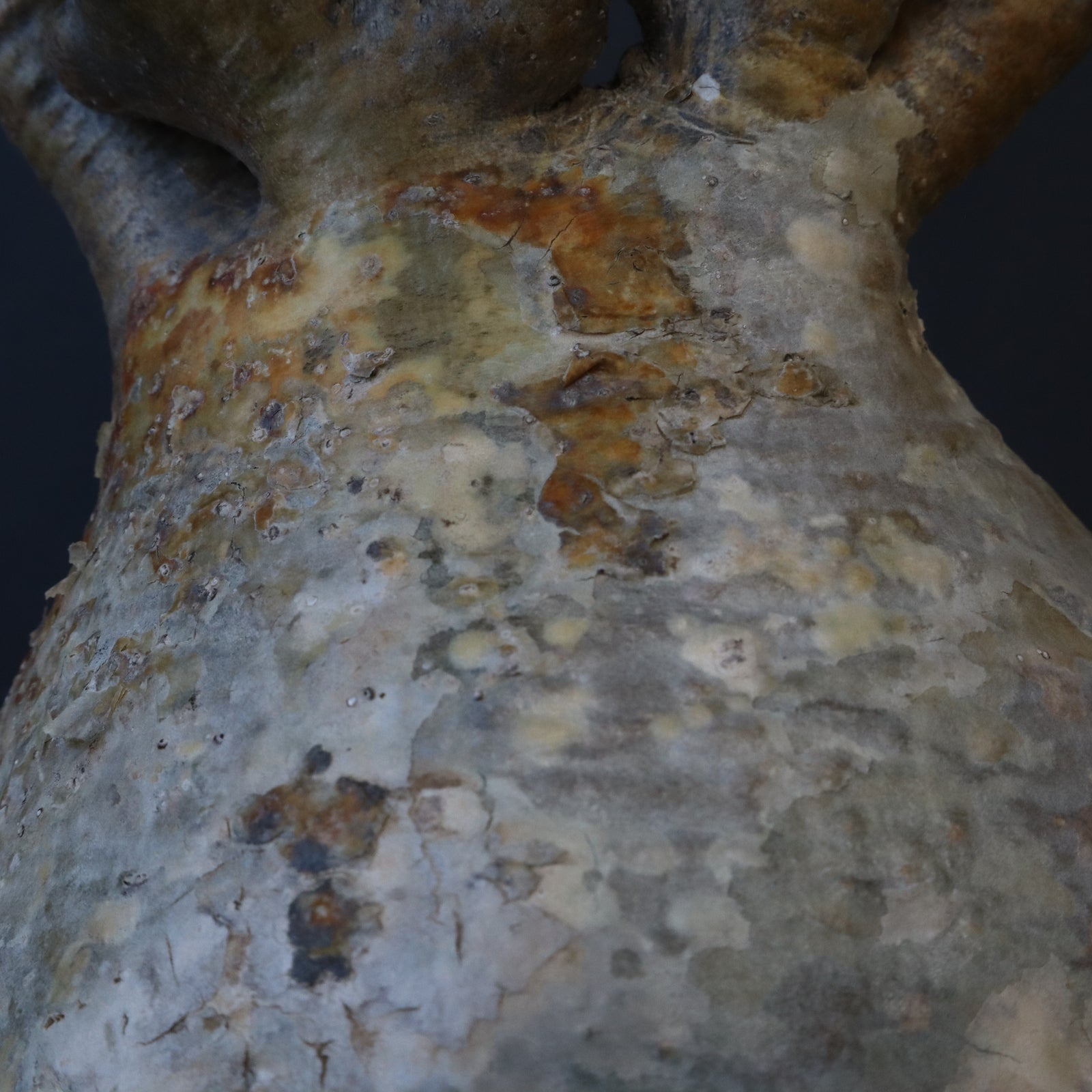 P.グラキリス 163 【綴化】 – TaiShoDo ONLINE SHOP