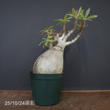 P.グラキリス 1275【綴化】