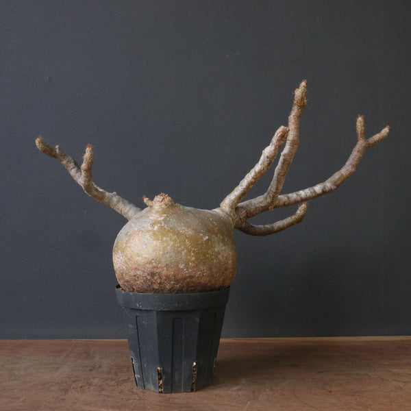 P.グラキリス 773 – TaiShoDo ONLINE SHOP