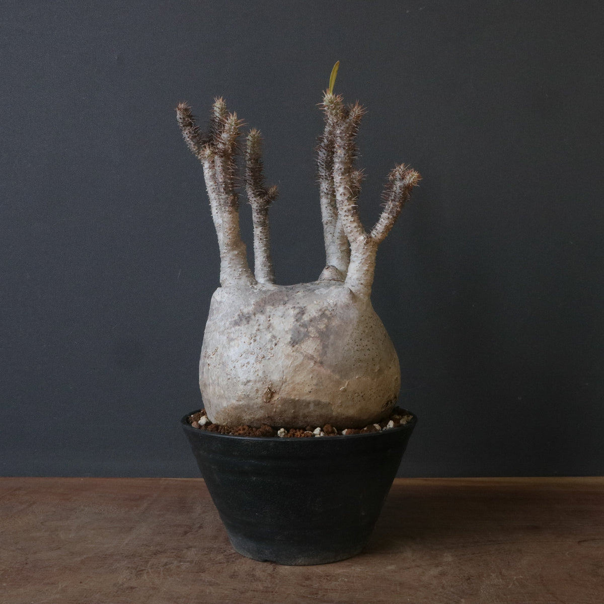 塊根植物 – 「