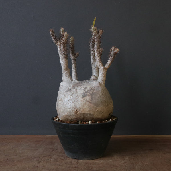 TaiShoDo ONLINE SHOP 塊根植物 多肉植物通販