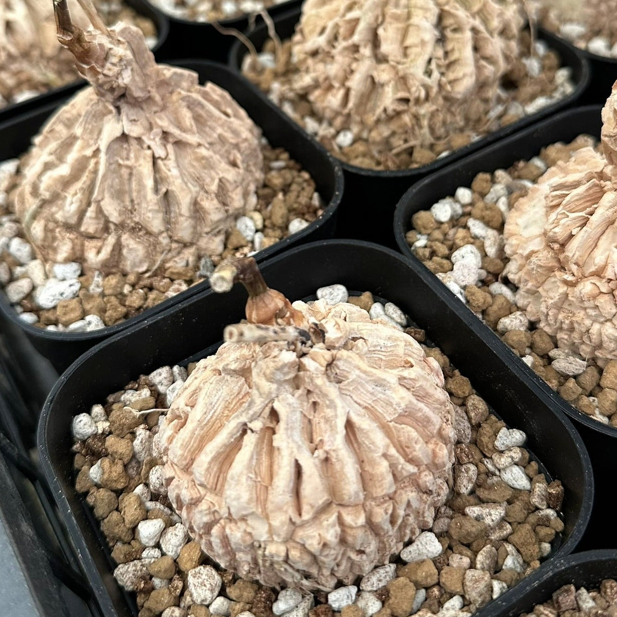 塊根植物 – TaiShoDo ONLINE SHOP