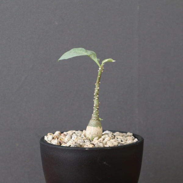 塊根植物 – 2ページ目 – TaiShoDo ONLINE SHOP