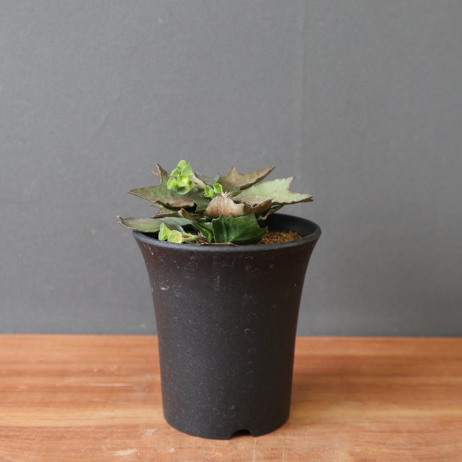 E.フランコイシー（実生） EC2719 – TaiShoDo ONLINE SHOP