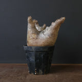 P.イノピナツム D2