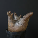 P.イノピナツム D2