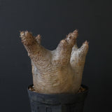 P.イノピナツム D2