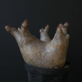 P.イノピナツム D2