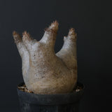 P.イノピナツム D2