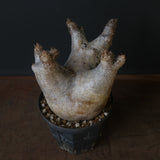 P.イノピナツム D2