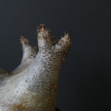 P.イノピナツム D2