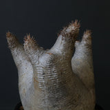 P.イノピナツム D2