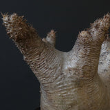 P.イノピナツム D2