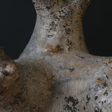 P.イノピナツム D2