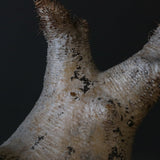 P.イノピナツム D2