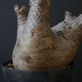 P.イノピナツム D2