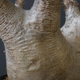 P.イノピナツム D2