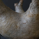 P.イノピナツム D2